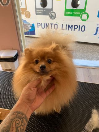 Peluquero canino profesional a domicilio