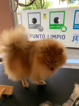 Peluquero canino profesional a domicilio