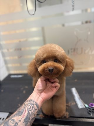Peluquero canino profesional a domicilio