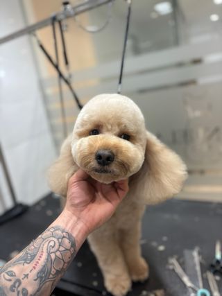 Peluquero canino profesional a domicilio