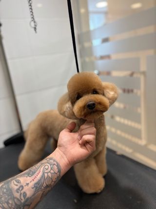 Peluquero canino profesional a domicilio