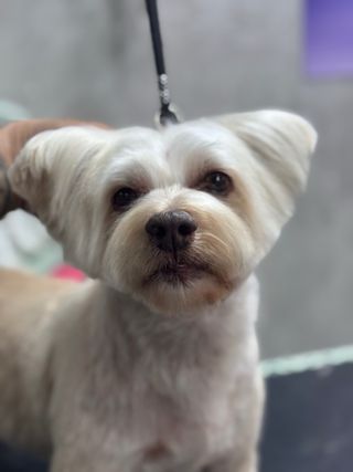 Peluquero canino profesional a domicilio