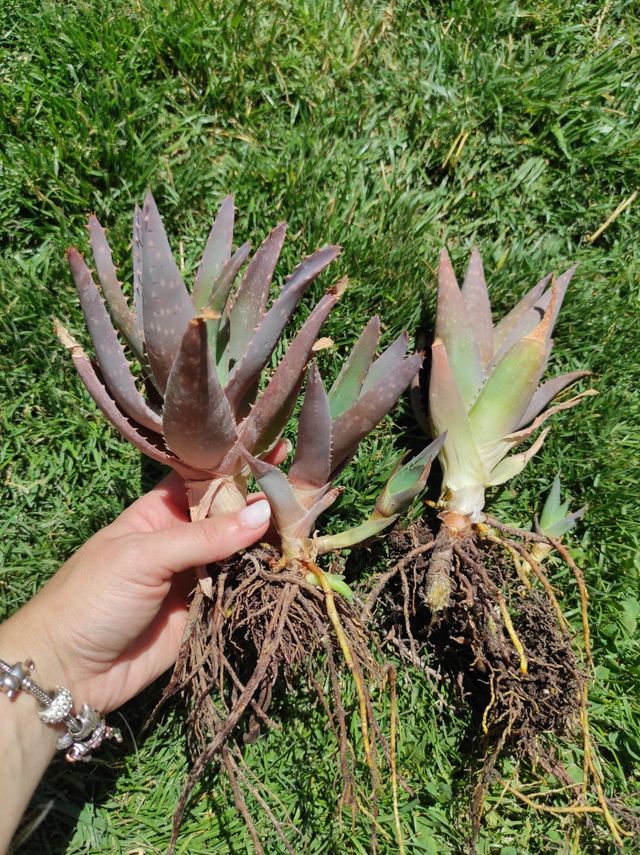 Plantas aloe vera con raíz