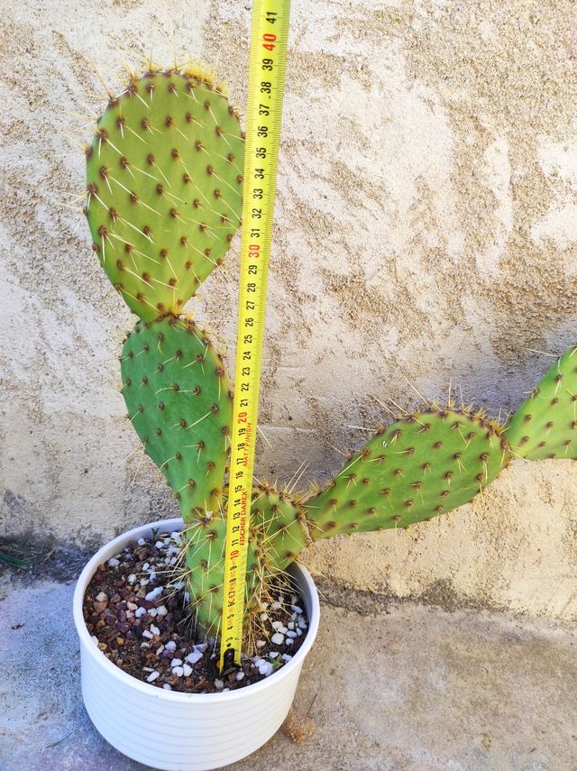 6 palas chumbera (unidas en dos plantas)