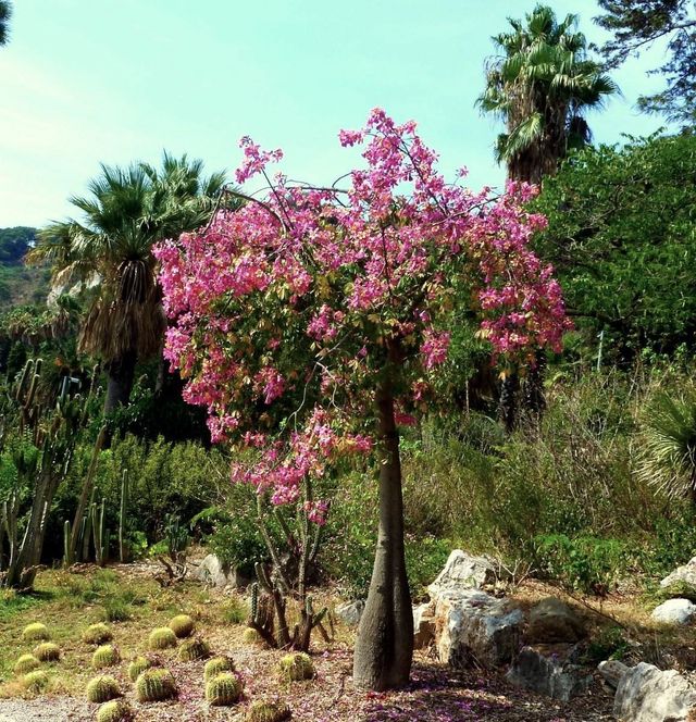 Plantón de árbol Ceiba Speciosa (palo borracho)