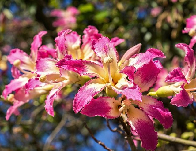 Plantón de árbol Ceiba Speciosa (palo borracho)