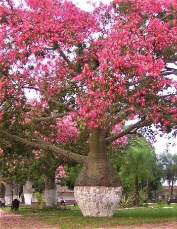 Plantón de árbol Ceiba Speciosa (palo borracho)
