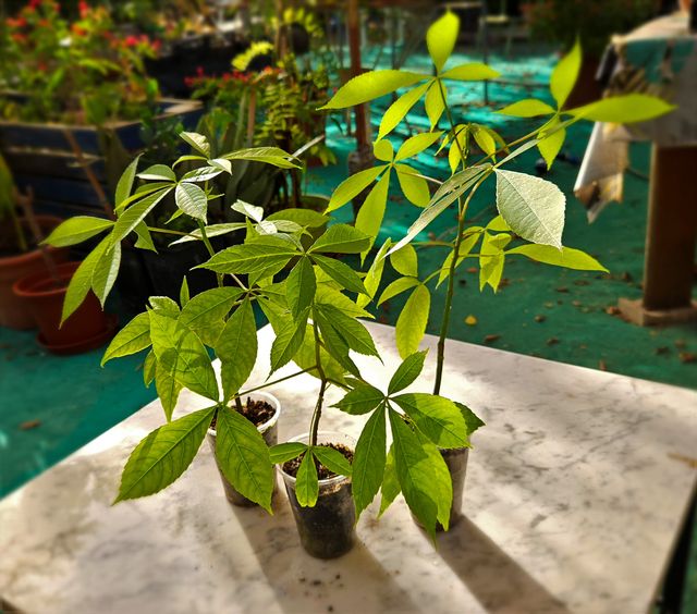 Plantón de árbol Ceiba Speciosa (palo borracho)