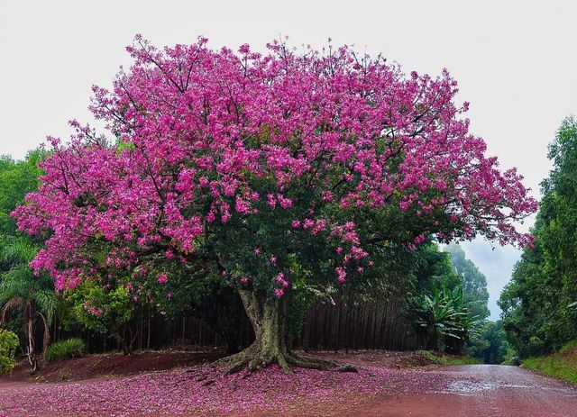 Plantón de árbol Ceiba Speciosa (palo borracho)