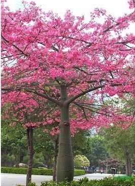 Plantón de árbol Ceiba Speciosa (palo borracho)