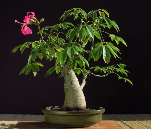 Plantón de árbol Ceiba Speciosa (palo borracho)
