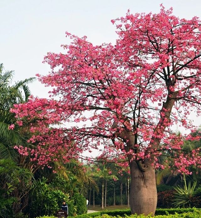Plantón de árbol Ceiba Speciosa (palo borracho)