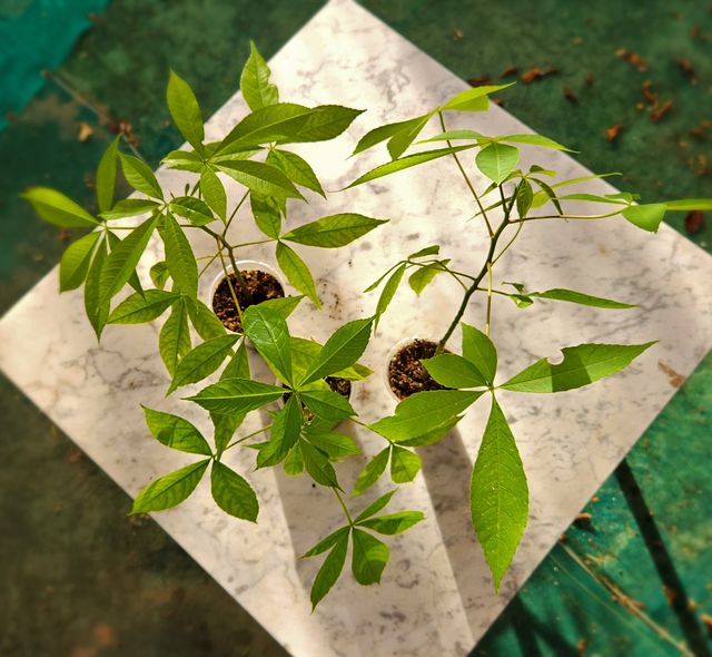 Plantón de árbol Ceiba Speciosa (palo borracho)