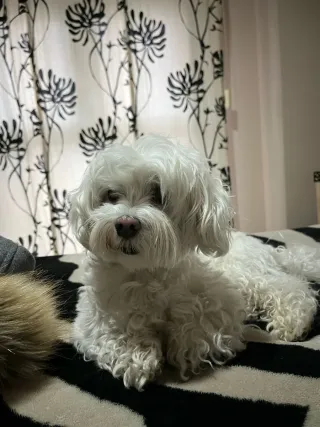 Cuidado/ guardería de perros.