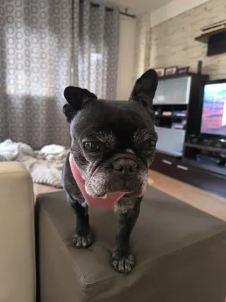 Cuidado/ guardería de perros.