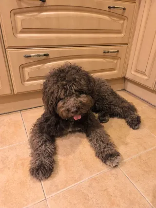 Cuidado/ guardería de perros.