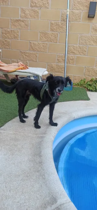 Cuidado/ guardería de perros.