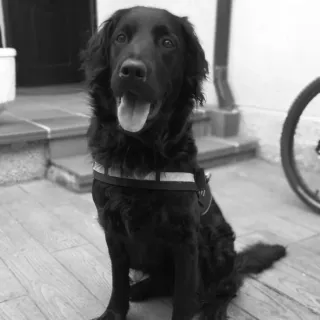 Cuidado/ guardería de perros.