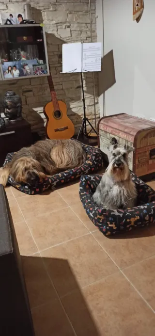 Cuidado/ guardería de perros.