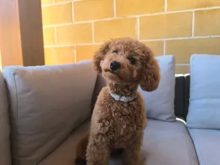 Cuidado/ guardería de perros.