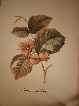 Stampe ritratti, botaniche, mappe, ...