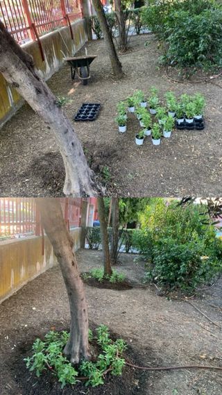 Jardinero 
