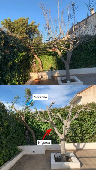 Jardinero 
