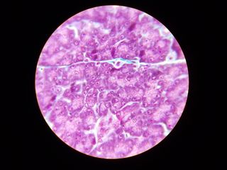 Microscopio óptico binocular