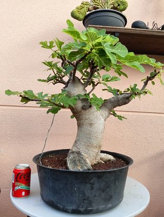 Bonsai de higuera