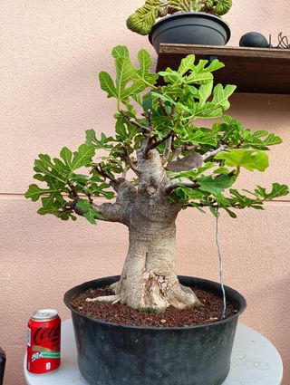 Bonsai de higuera