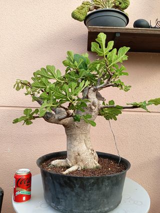 Bonsai de higuera