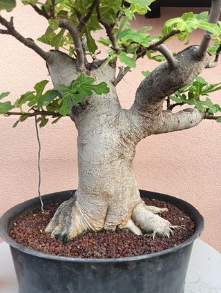 Bonsai de higuera