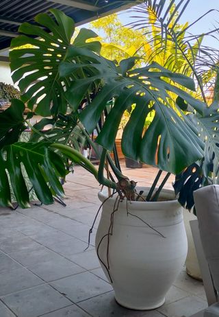 Monstera