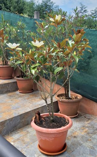 ARBOL MAGNOLIO - MAGNOLIA