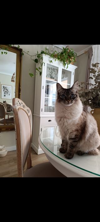 Conjunto comedor maison du monde elegantes vintage