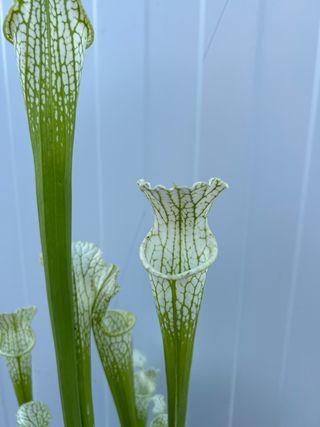 Sarracenia 043 JDB.planta carnivora