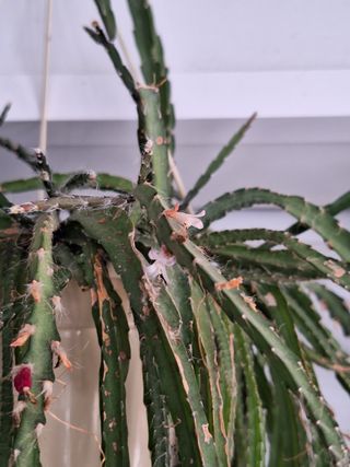 Planta