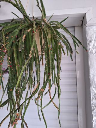 Planta