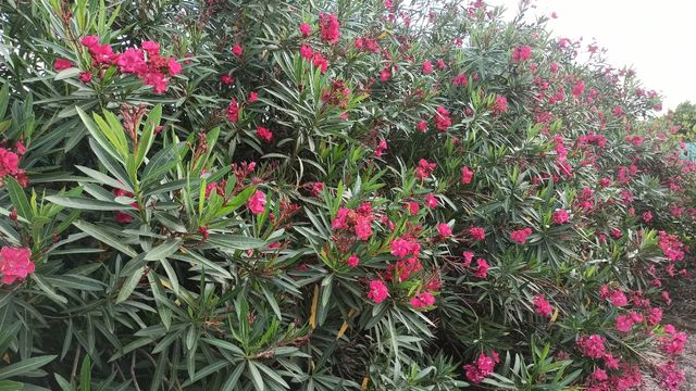 Planta Adelfa o Baladre Rojo (Cercado Natural)