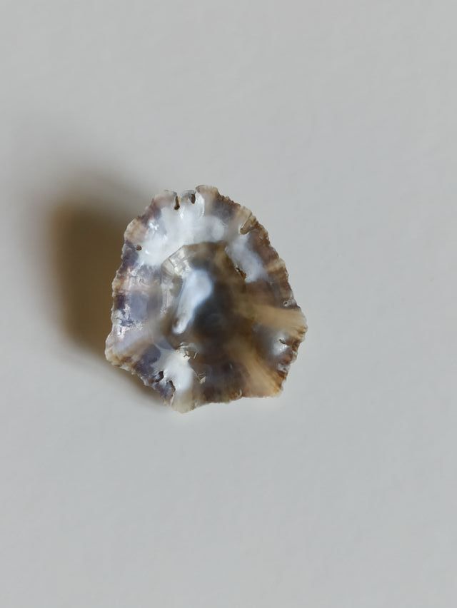 Patella caerulea - 3cm circa - Mediterraneo