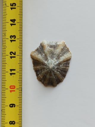 Patella caerulea - 3cm circa - Mediterraneo