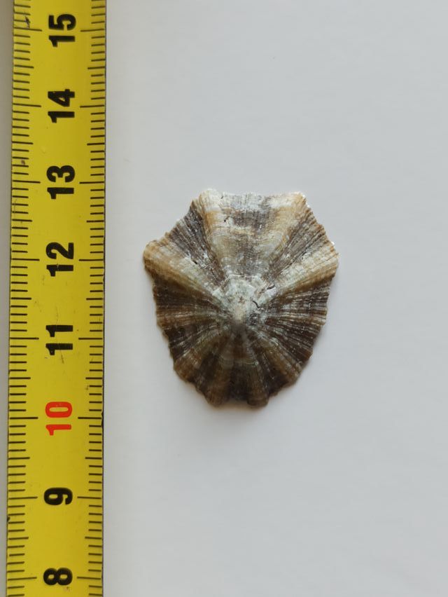 Patella caerulea - 3cm circa - Mediterraneo