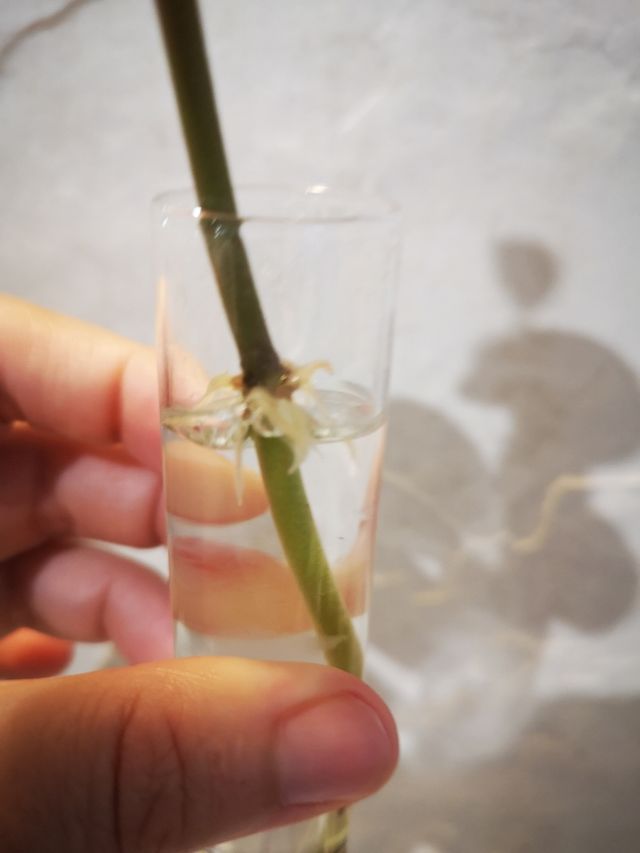 Peperomia pecuniifolia esqueje