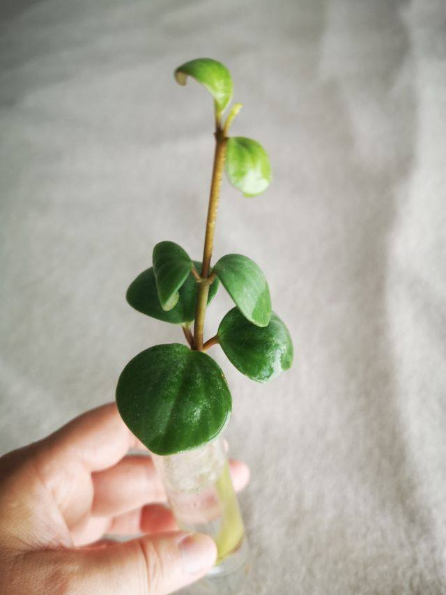 Peperomia pecuniifolia esqueje