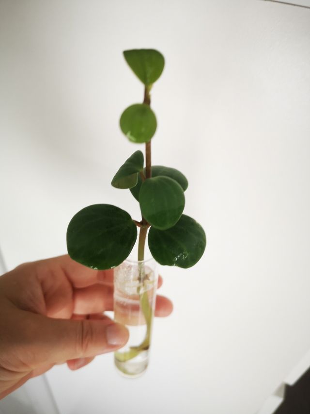 Peperomia pecuniifolia esqueje