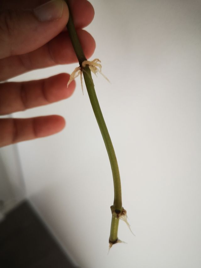 Peperomia pecuniifolia esqueje