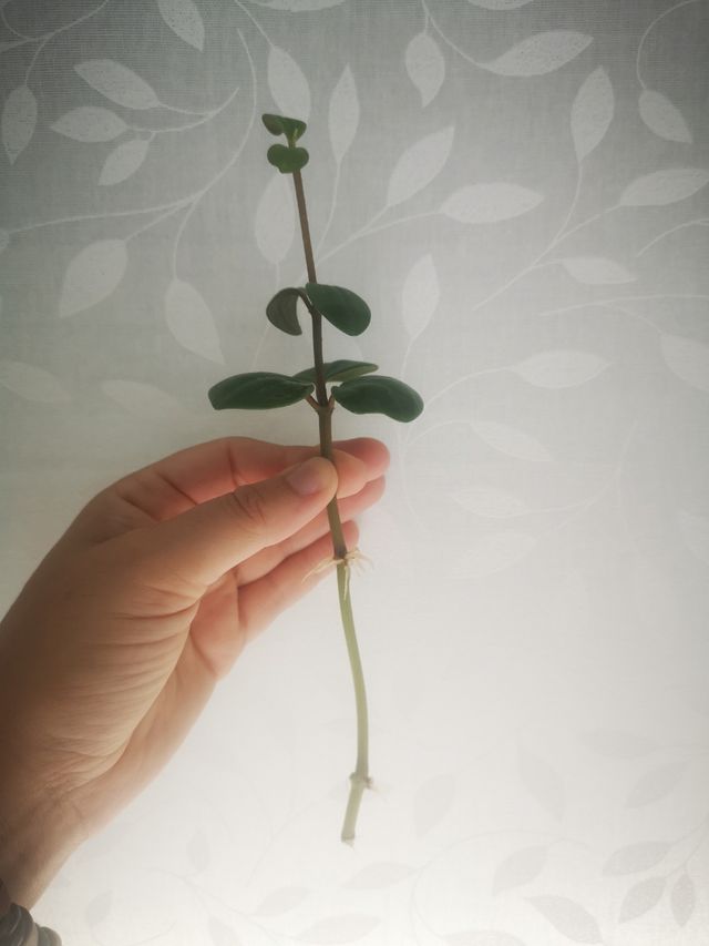 Peperomia pecuniifolia esqueje