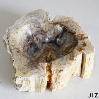 Árbol fosilizado origen Indonesia