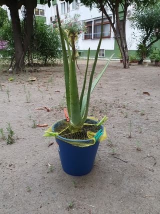 Planta de Áloe vera