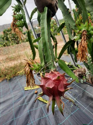 ESQUEJES DE PITAYA AUTOPOLINIZANTE ROJA